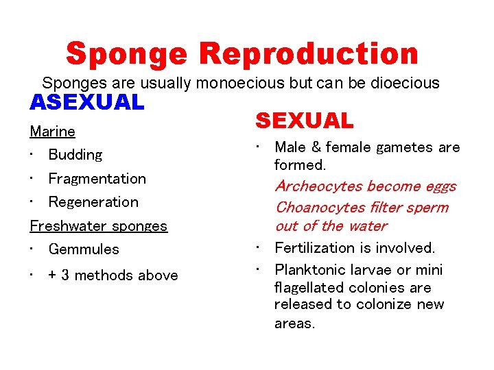 Sponge Reproduction Sponges are usually monoecious but can be dioecious ASEXUAL Marine • Budding