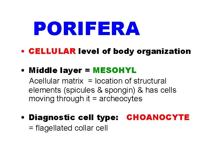 PHYLUM PORIFERA • CELLULAR level of body organization • Middle layer = MESOHYL Acellular