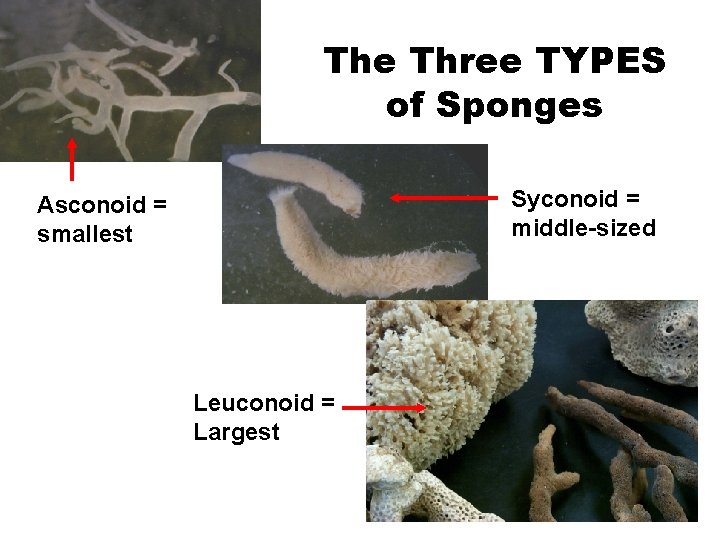 The Three TYPES of Sponges Syconoid = middle-sized Asconoid = smallest Leuconoid = Largest