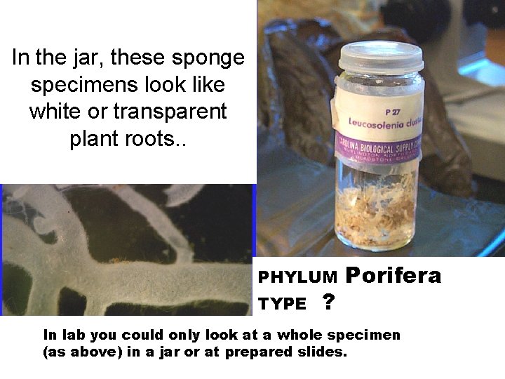 In the jar, these sponge specimens look like white or transparent plant roots. .