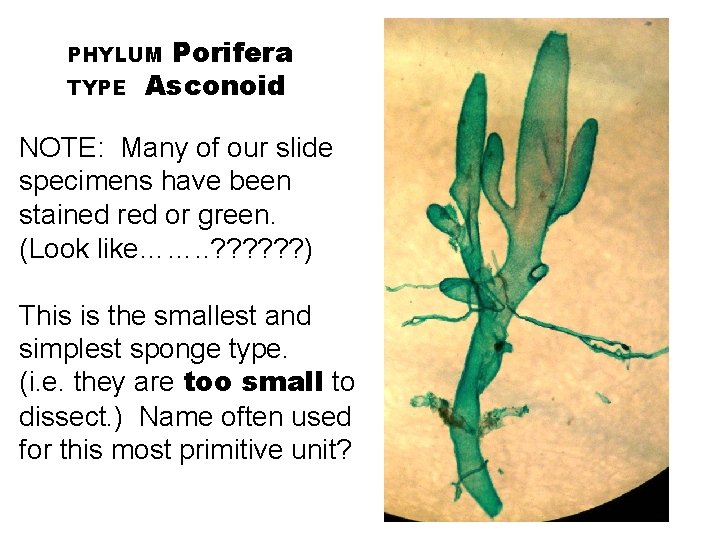 Porifera Asconoid PHYLUM TYPE NOTE: Many of our slide specimens have been stained red