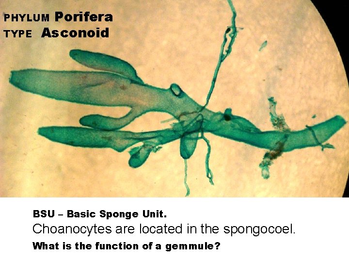 Porifera Asconoid PHYLUM TYPE BSU – Basic Sponge Unit. Choanocytes are located in the