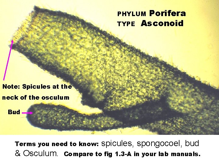 Porifera Asconoid PHYLUM TYPE Note: Spicules at the neck of the osculum Bud Terms