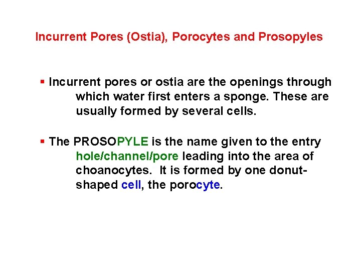 Incurrent Pores (Ostia), Porocytes and Prosopyles § Incurrent pores or ostia are the openings