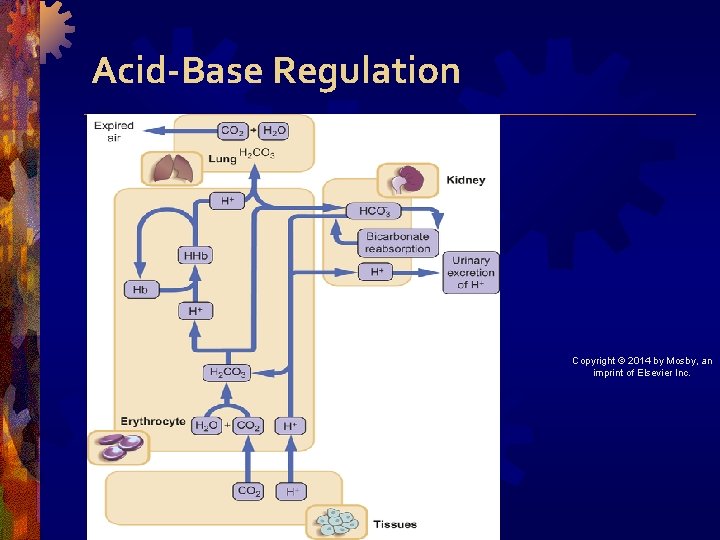 Acid-Base Regulation Copyright © 2014 by Mosby, an imprint of Elsevier Inc. 