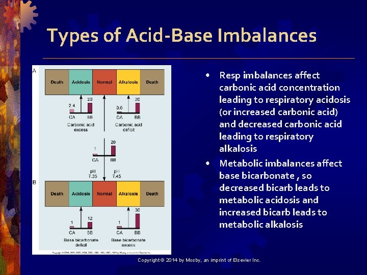 Types of Acid-Base Imbalances • Resp imbalances affect carbonic acid concentration leading to respiratory