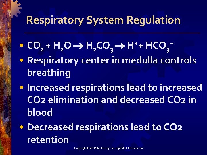 Respiratory System Regulation • CO 2 + H 2 O H 2 CO 3