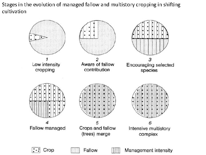 Stages in the evolution of managed fallow and multistory cropping in shifting cultivation 