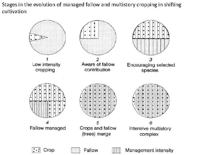 Stages in the evolution of managed fallow and multistory cropping in shifting cultivation Stages in the evolution of managed fallow and multistory cropping in shifting cultivation
