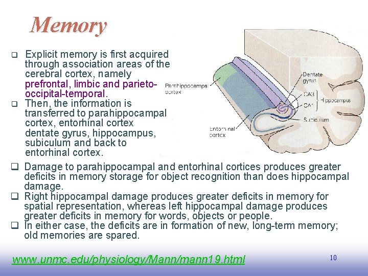Memory Explicit memory is first acquired through association areas of the cerebral cortex, namely