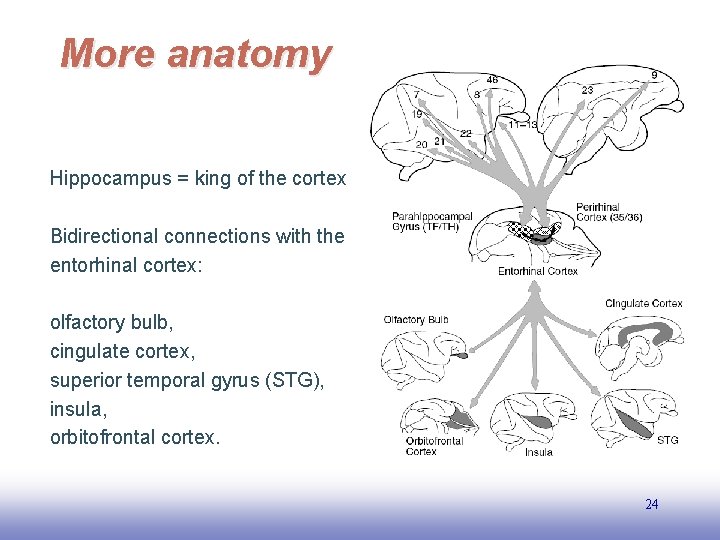 More anatomy Hippocampus = king of the cortex Bidirectional connections with the entorhinal cortex:
