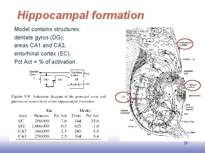 Hippocampal formation Model contains structures: dentate gyrus (DG), areas CA 1 and CA 3,