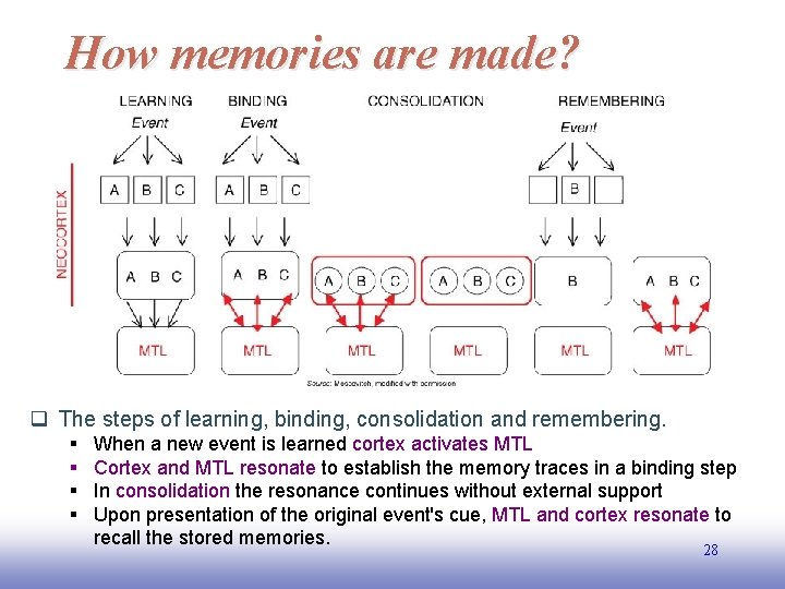 How memories are made? q The steps of learning, binding, consolidation and remembering. §