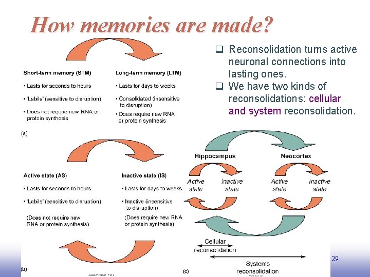How memories are made? q Reconsolidation turns active neuronal connections into lasting ones. q