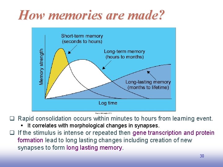 How memories are made? q Rapid consolidation occurs within minutes to hours from learning