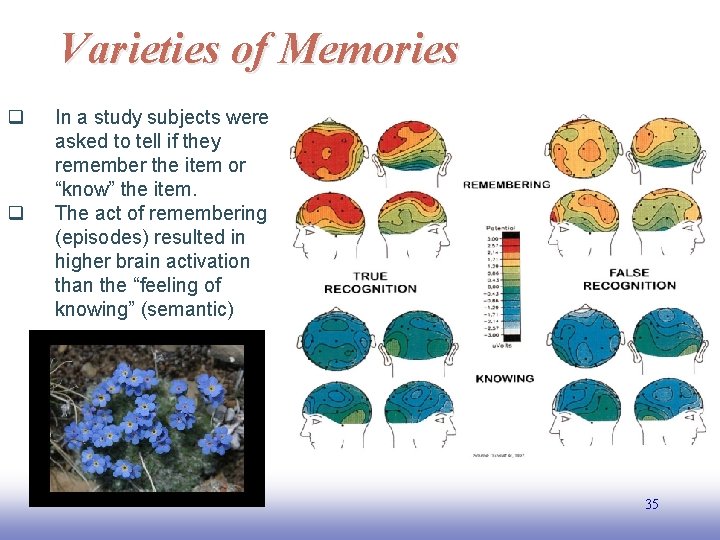 Varieties of Memories q q In a study subjects were asked to tell if