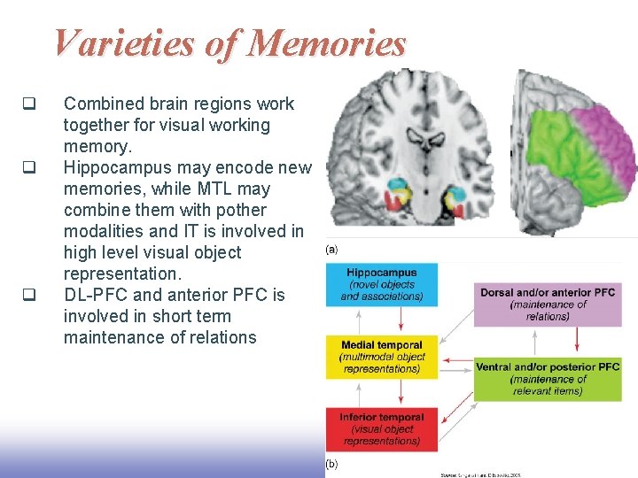 Varieties of Memories q q q Combined brain regions work together for visual working
