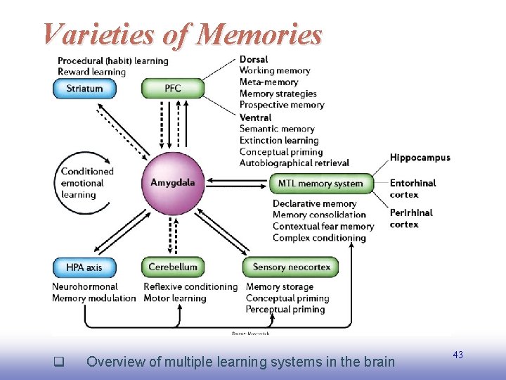 Varieties of Memories EE 141 q Overview of multiple learning systems in the brain