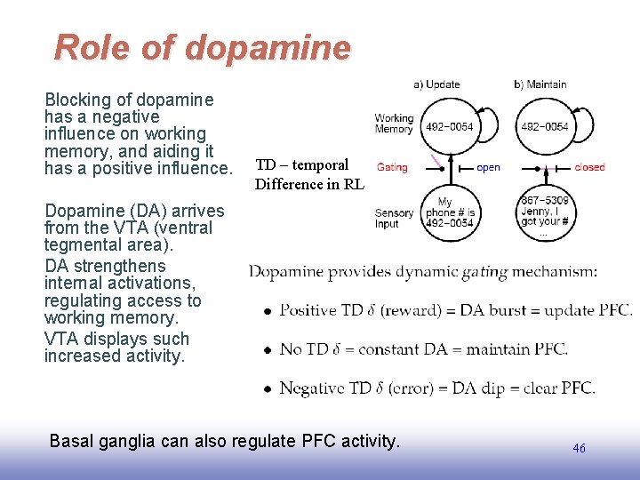 Role of dopamine Blocking of dopamine has a negative influence on working memory, and