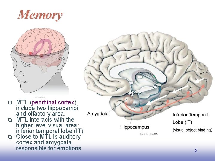 Memory q q q MTL (perirhinal cortex) include two hippocampi and olfactory area. MTL