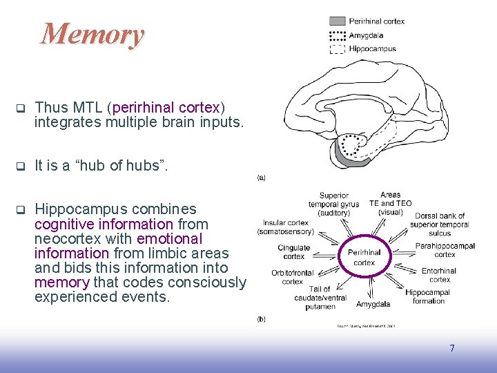 Memory q Thus MTL (perirhinal cortex) integrates multiple brain inputs. q It is a