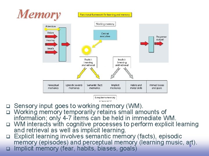 Memory Sensory input goes to working memory (WM). Working memory temporarily retains small amounts