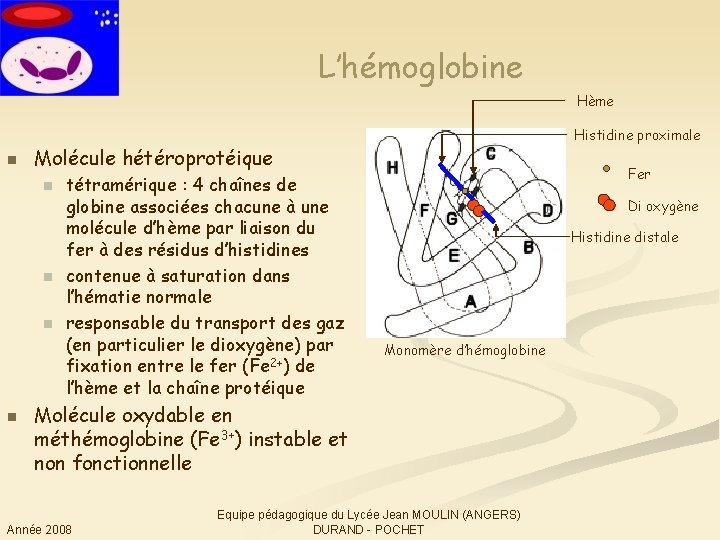 L’hémoglobine Hème n Molécule hétéroprotéique n n Histidine proximale tétramérique : 4 chaînes de