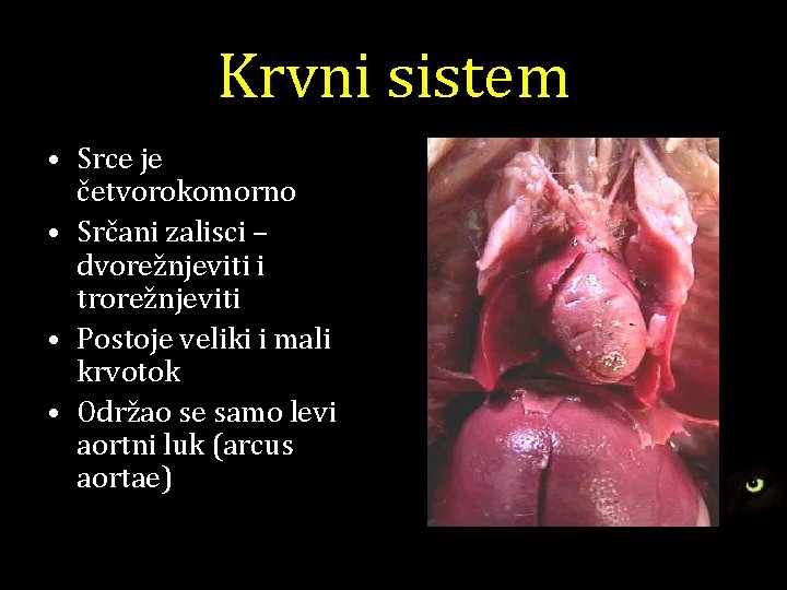 Krvni sistem • Srce je četvorokomorno • Srčani zalisci – dvorežnjeviti i trorežnjeviti •