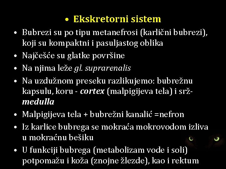  • Ekskretorni sistem • Bubrezi su po tipu metanefrosi (karlični bubrezi), koji su