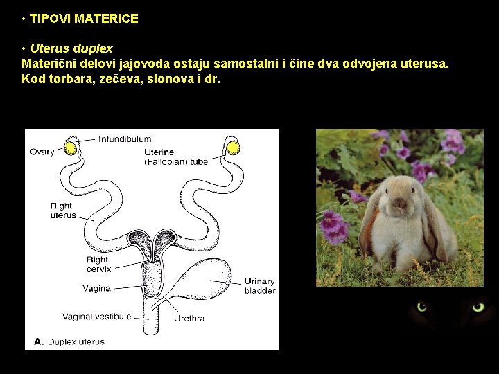  • TIPOVI MATERICE • Uterus duplex • Uterusdelovi duplex Materični jajovoda ostaju samostalni