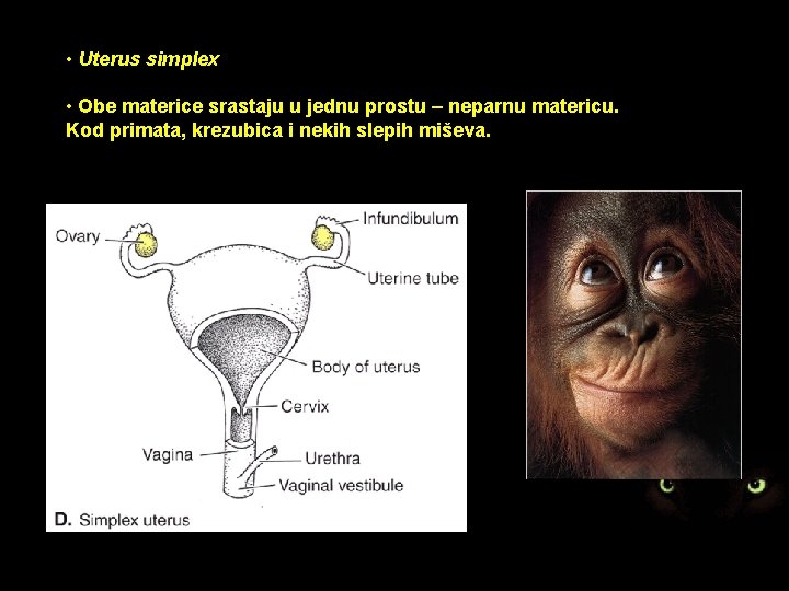  • Uterus simplex • Obe materice srastaju u jednu prostu – neparnu matericu.