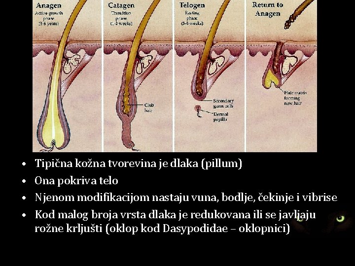  • • Tipična kožna tvorevina je dlaka (pillum) Ona pokriva telo Njenom modifikacijom