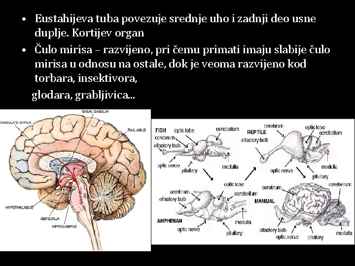  • Eustahijeva tuba povezuje srednje uho i zadnji deo usne duplje. Kortijev organ