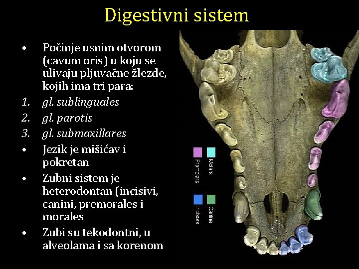 Digestivni sistem • 1. 2. 3. • • • Počinje usnim otvorom (cavum oris)