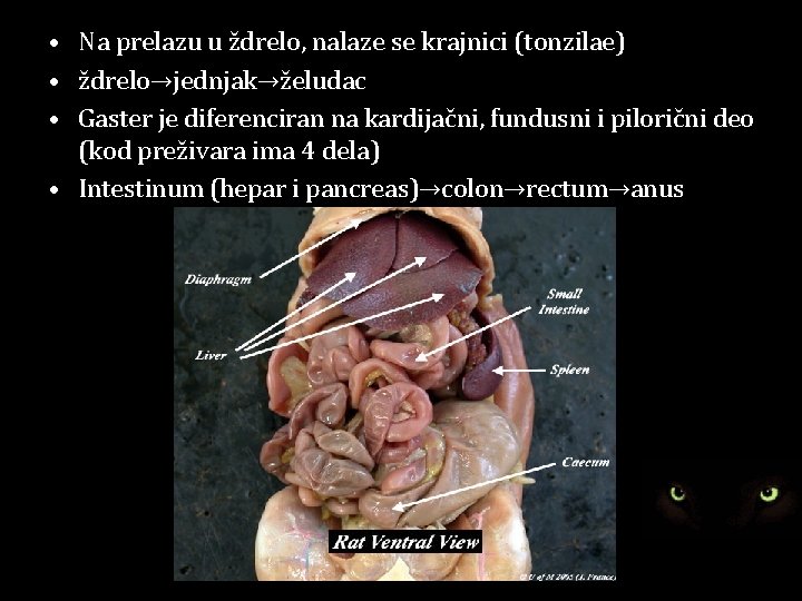  • Na prelazu u ždrelo, nalaze se krajnici (tonzilae) • ždrelo→jednjak→želudac • Gaster