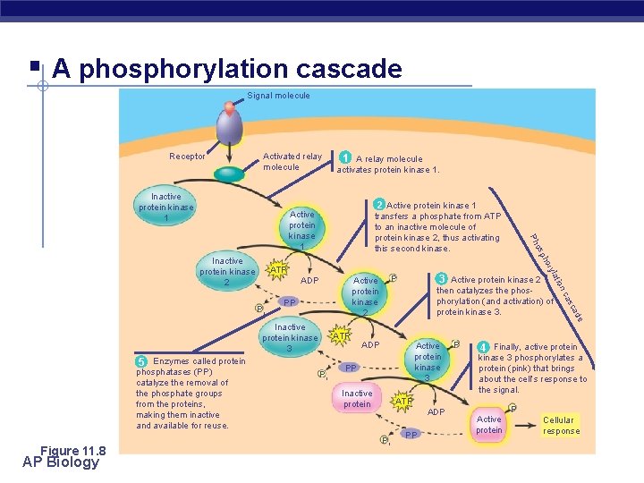 § A phosphorylation cascade Signal molecule Receptor Activated relay molecule Inactive protein kinase 1