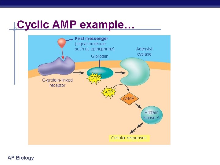 Cyclic AMP example… First messenger (signal molecule such as epinephrine) Adenylyl cyclase G protein
