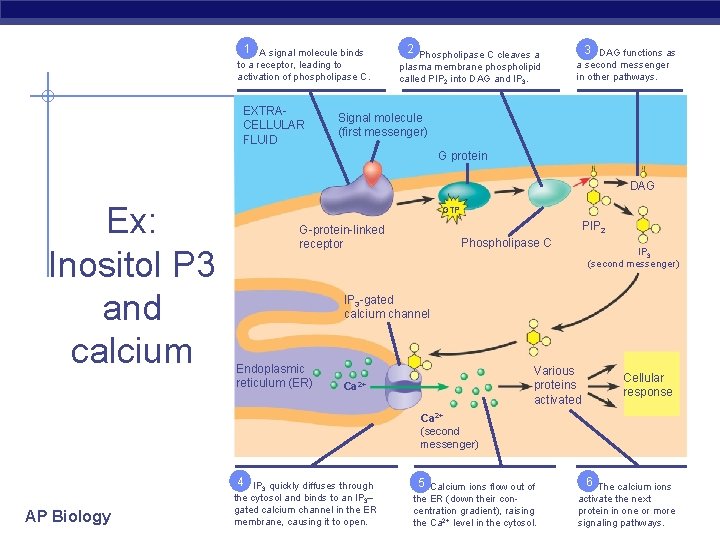 1 A signal molecule binds to a receptor, leading to activation of phospholipase C.