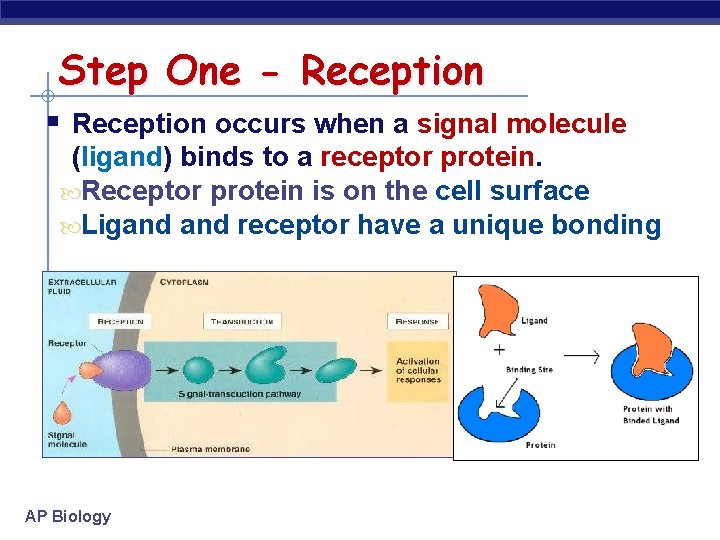Step One - Reception § Reception occurs when a signal molecule (ligand) binds to
