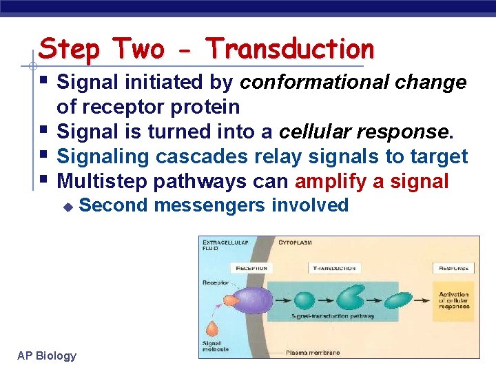 Step Two - Transduction § Signal initiated by conformational change § § § of