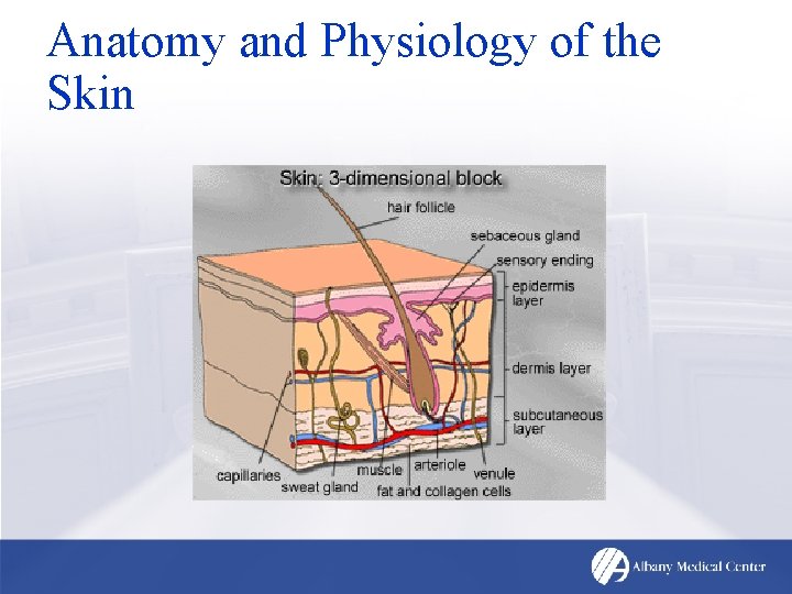 Anatomy and Physiology of the Skin 