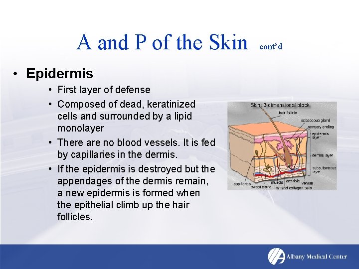 A and P of the Skin • Epidermis • First layer of defense •