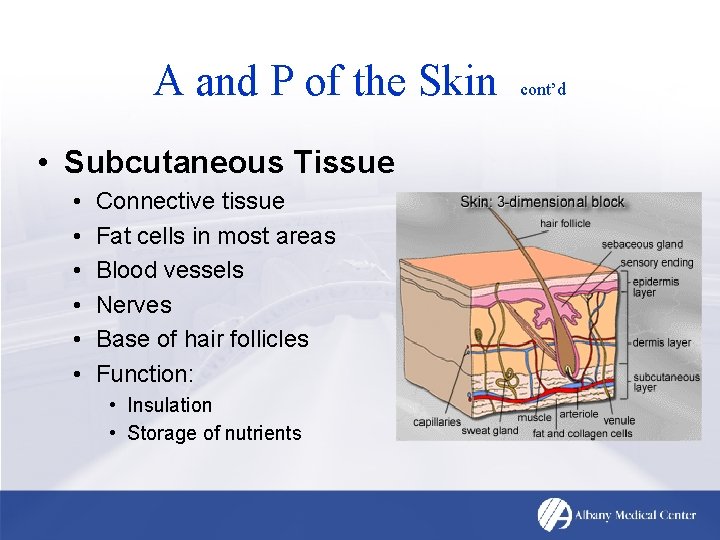 A and P of the Skin • Subcutaneous Tissue • • • Connective tissue