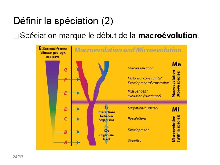 Définir la spéciation (2) � Spéciation marque le début de la macroévolution. 24/59 