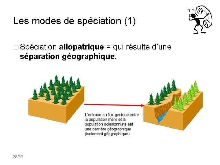 Les modes de spéciation (1) � Spéciation allopatrique = qui résulte d’une séparation géographique.