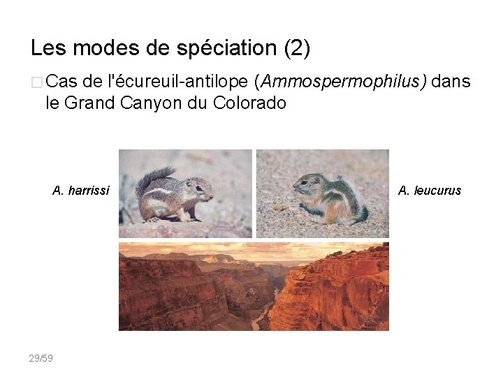 Les modes de spéciation (2) � Cas de l'écureuil-antilope (Ammospermophilus) dans le Grand Canyon