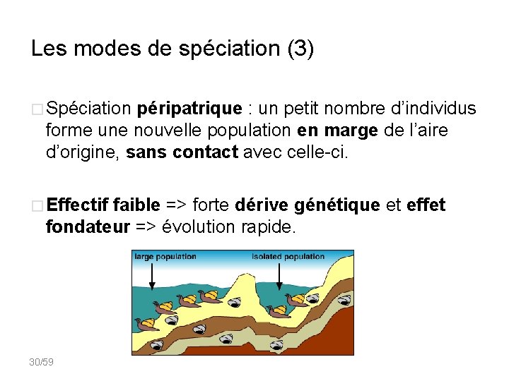 Les modes de spéciation (3) � Spéciation péripatrique : un petit nombre d’individus forme