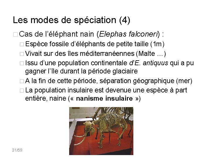 Les modes de spéciation (4) � Cas de l’éléphant nain (Elephas falconeri) : �