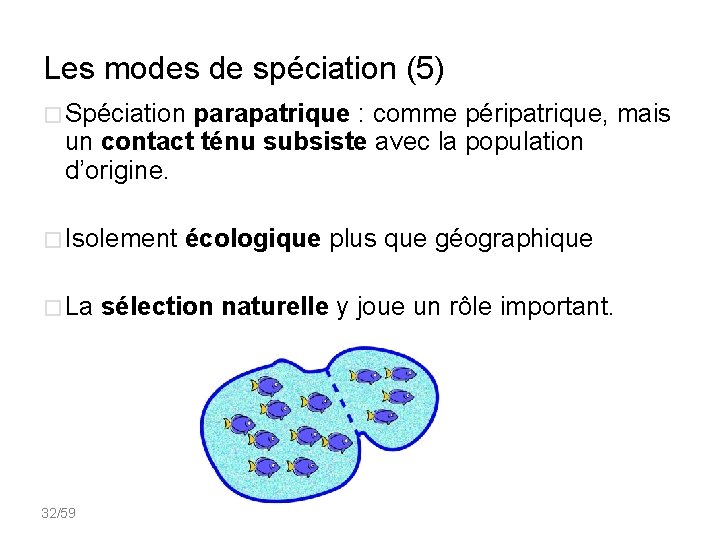 Les modes de spéciation (5) � Spéciation parapatrique : comme péripatrique, mais un contact