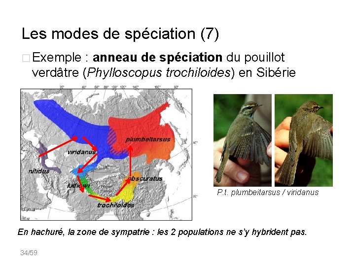 Les modes de spéciation (7) � Exemple : anneau de spéciation du pouillot verdâtre
